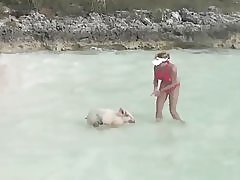 Плавание свиней с девушками в пляж, exuma Багамские острова